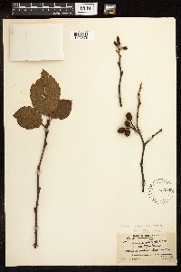 Alnus incana x serrulata image