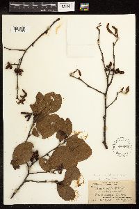 Alnus incana x serrulata image