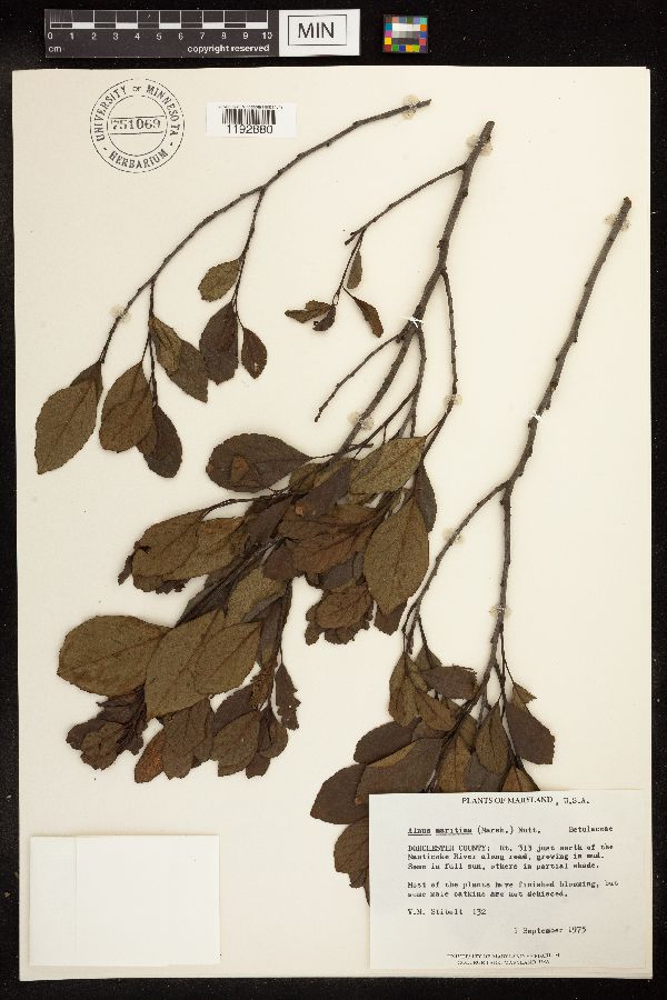 Alnus maritima image