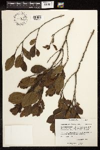 Media resource of Alnus maritima