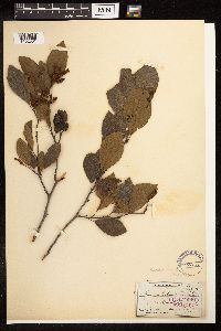 Alnus maritima image