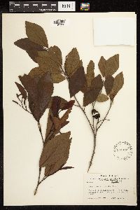 Alnus maritima image