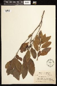 Alnus maritima image