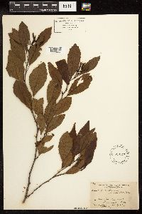 Alnus maritima image