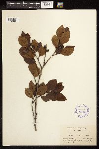 Alnus maritima image
