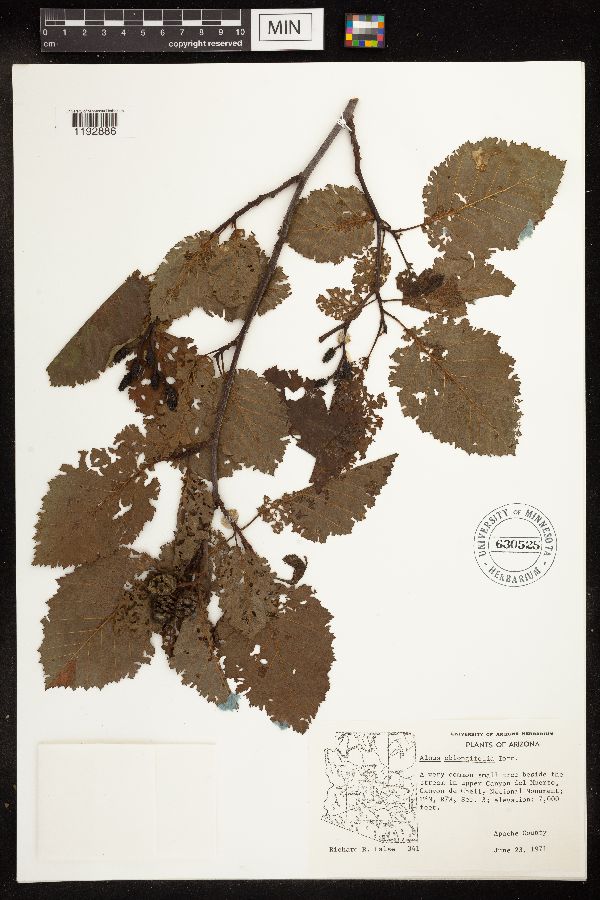 Alnus oblongifolia image