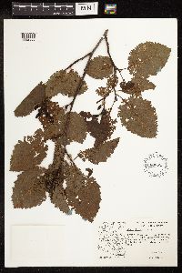 Media resource of Alnus oblongifolia