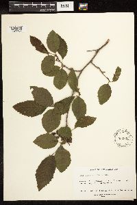 Alnus oblongifolia image