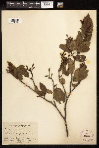 Alnus oblongifolia image