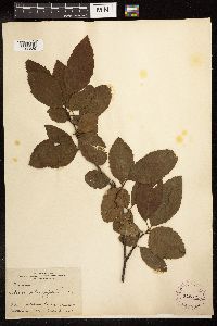 Alnus oblongifolia image