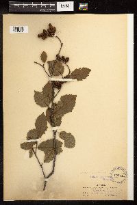 Alnus oblongifolia image