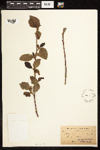 Alnus oblongifolia image