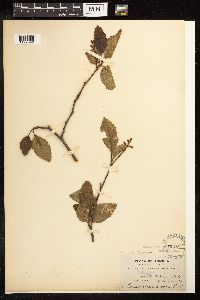 Alnus oblongifolia image