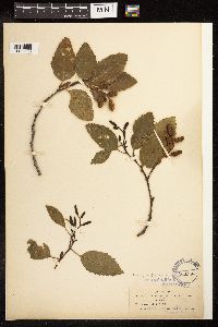 Alnus oblongifolia image