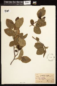Media resource of Alnus rhombifolia