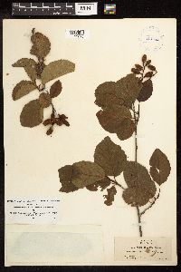 Alnus rhombifolia image