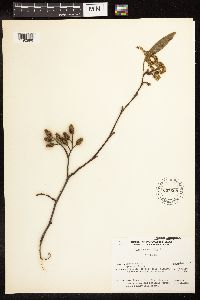 Alnus rhombifolia image