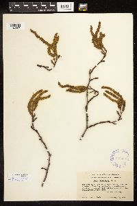 Alnus rhombifolia image