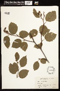 Alnus rhombifolia image