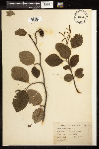 Alnus rhombifolia image