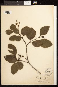 Alnus rhombifolia image