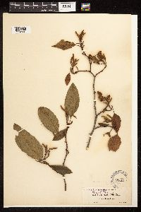 Alnus rhombifolia image
