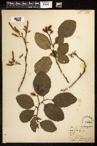 Alnus rhombifolia image