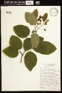 Alnus rhombifolia image