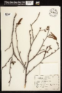 Alnus rhombifolia image