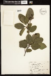 Alnus rhombifolia image