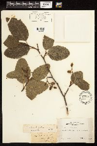 Alnus rhombifolia image