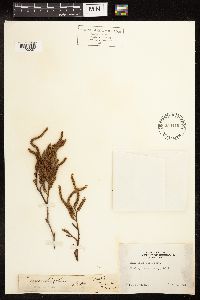 Alnus rhombifolia image