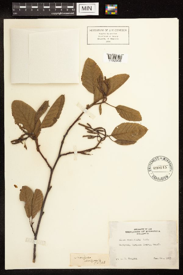 Alnus rhombifolia image