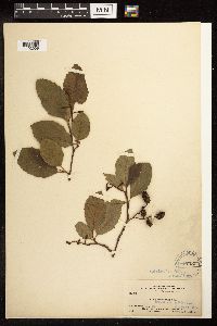 Alnus rhombifolia image