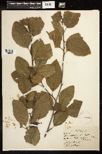 Alnus rhombifolia image
