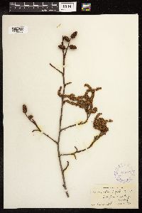 Alnus rhombifolia image