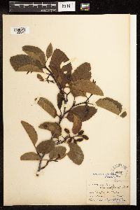 Alnus rhombifolia image