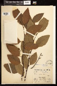 Alnus rhombifolia image