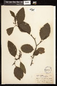 Alnus rhombifolia image