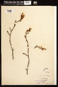 Alnus rhombifolia image