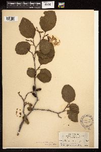 Alnus rhombifolia image