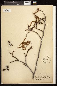 Alnus rhombifolia image