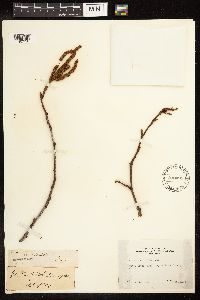 Alnus rhombifolia image