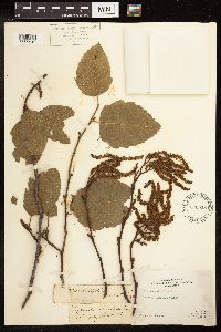 Alnus rhombifolia image