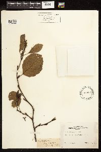 Alnus rhombifolia image