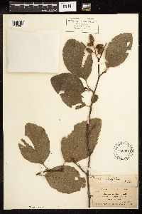 Alnus rhombifolia image