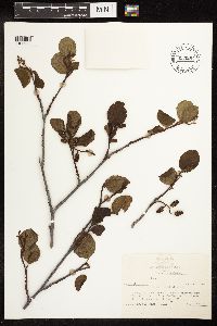 Alnus rhombifolia image