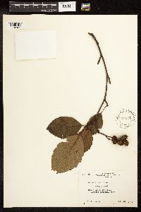 Media resource of Alnus rubra