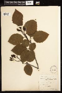 Alnus rubra image