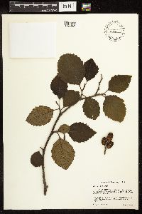 Alnus rubra image